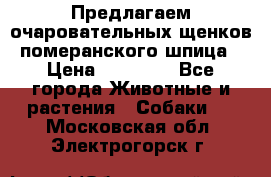 Предлагаем очаровательных щенков померанского шпица › Цена ­ 15 000 - Все города Животные и растения » Собаки   . Московская обл.,Электрогорск г.